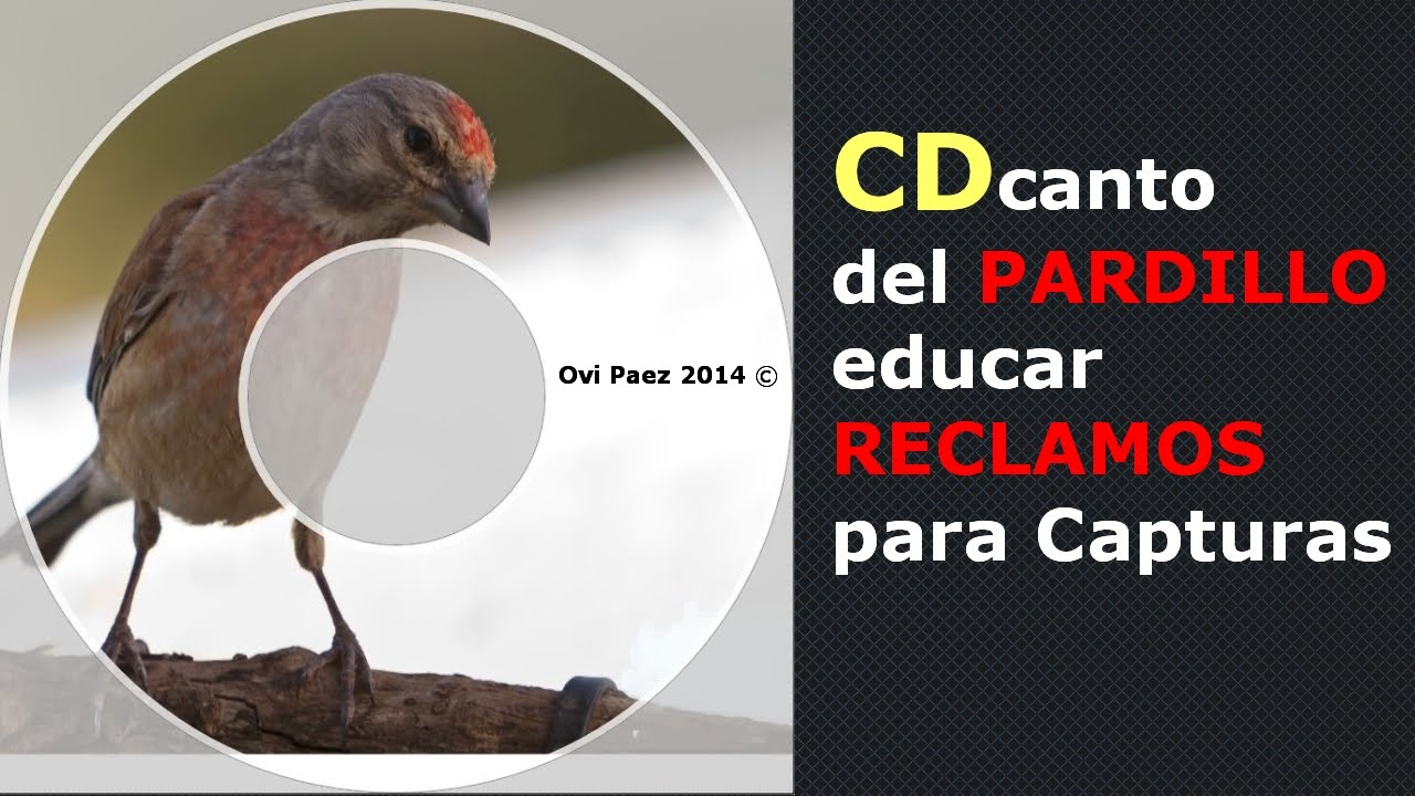 CD canto del Pardillo Educar reclamos Para Capturas Silvestrismo