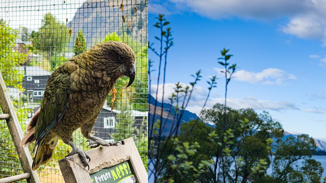Nature, some birds and so much hiking [Frankton, Queenstown, Aotearoa New Zealand]