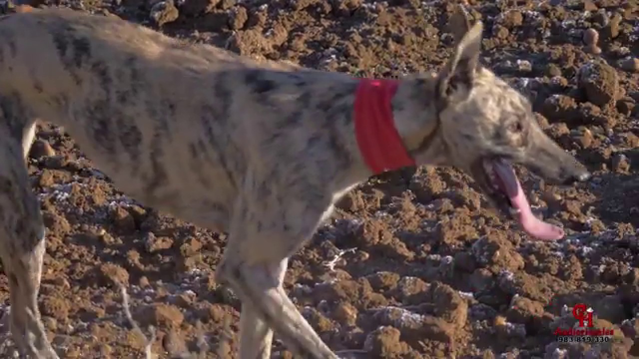 Campeonato Local de Galgos Nava del Rey 2017-2018 Audiovisuales CH 4K