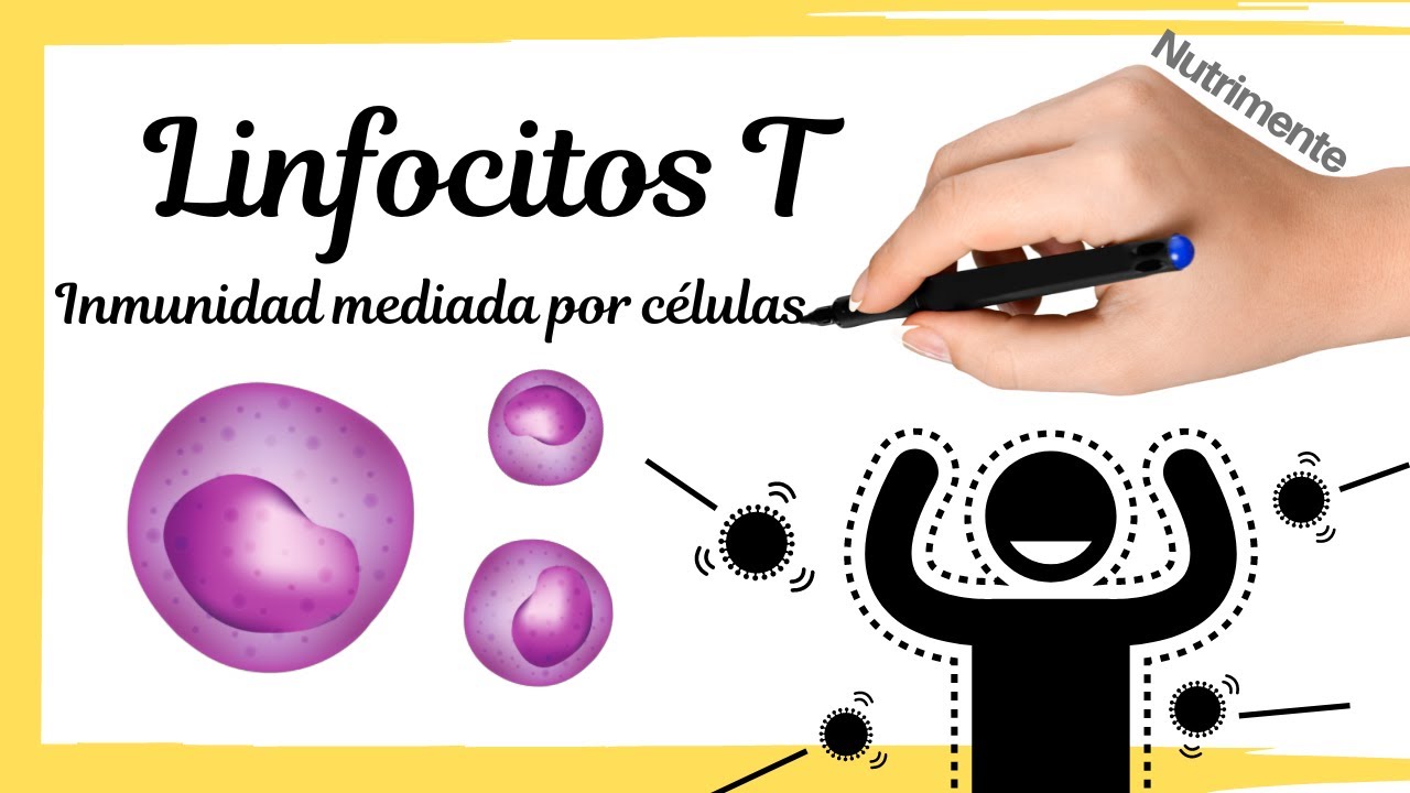 [LINFOCITOS T] Inmunidad mediada por células