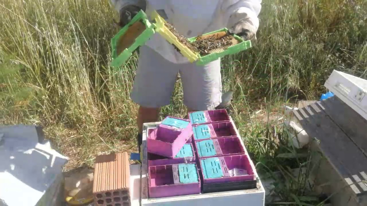 Checking for Eggs and Queen Presence - Queen Rearing 7