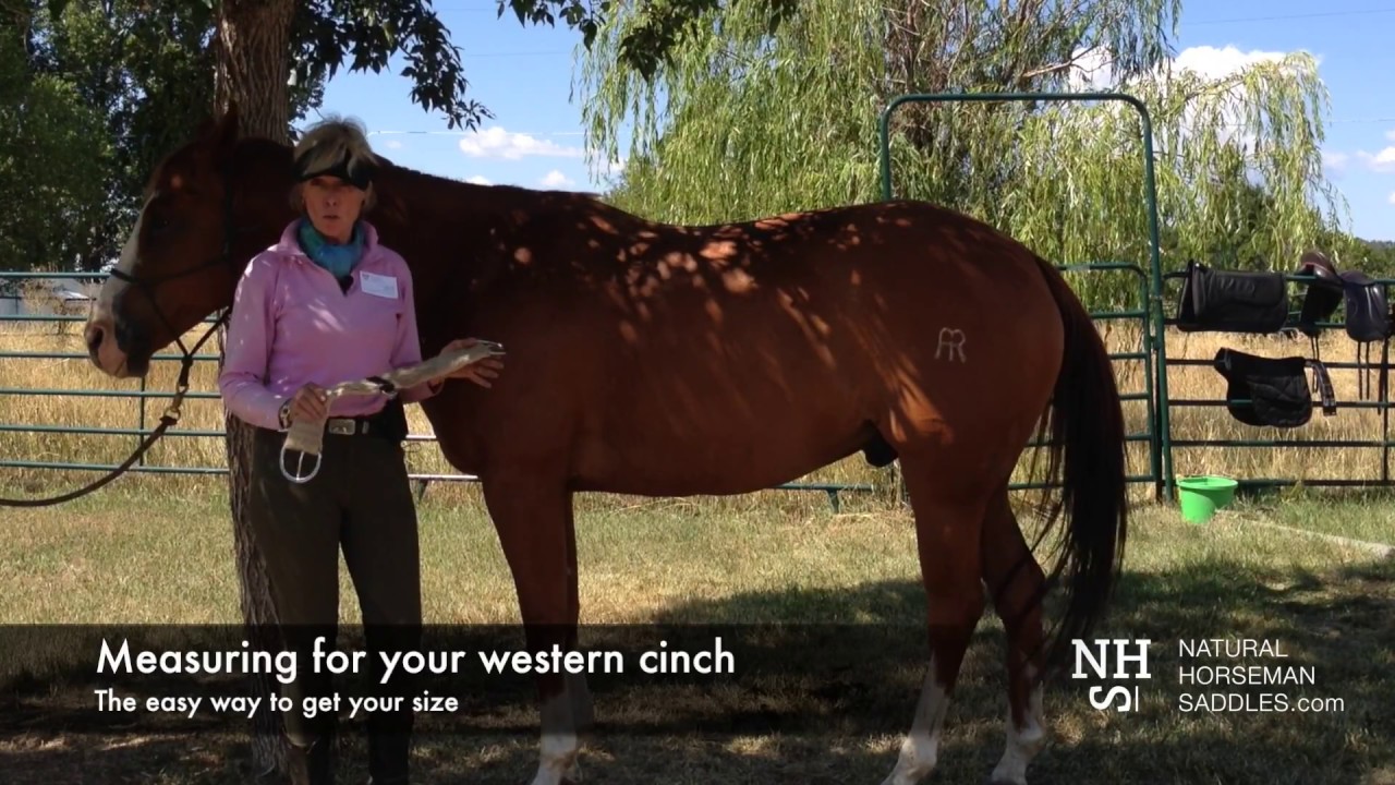 How to measure your horse for a western cinch