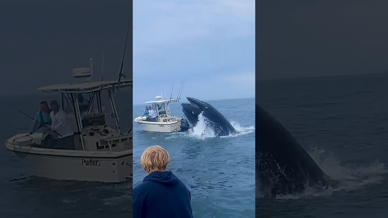 Whale Sinks Fishing Boat, Can&rsquo;t Believe we Filmed it! #fishing #whale 🎥 IG:@calyager