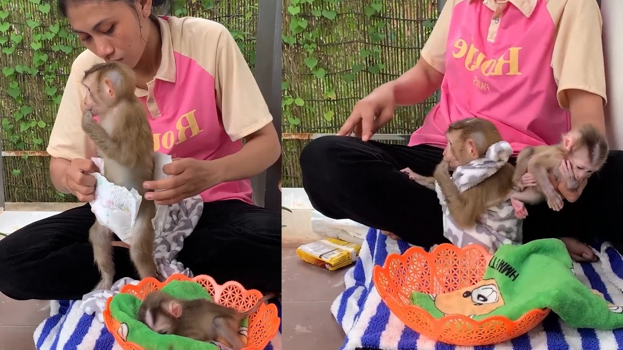 Sweet Baby Monkeys Getting Love & Care 🐵💖 Heartwarming Moments