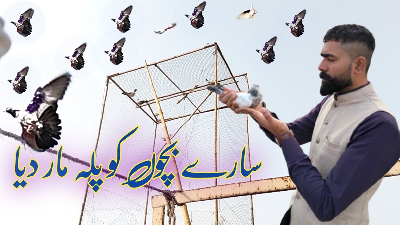 بچوں کو پلا مار دیا لائیو پلہ Aaj phir Sare bacchon ko live palah Maar Diya 