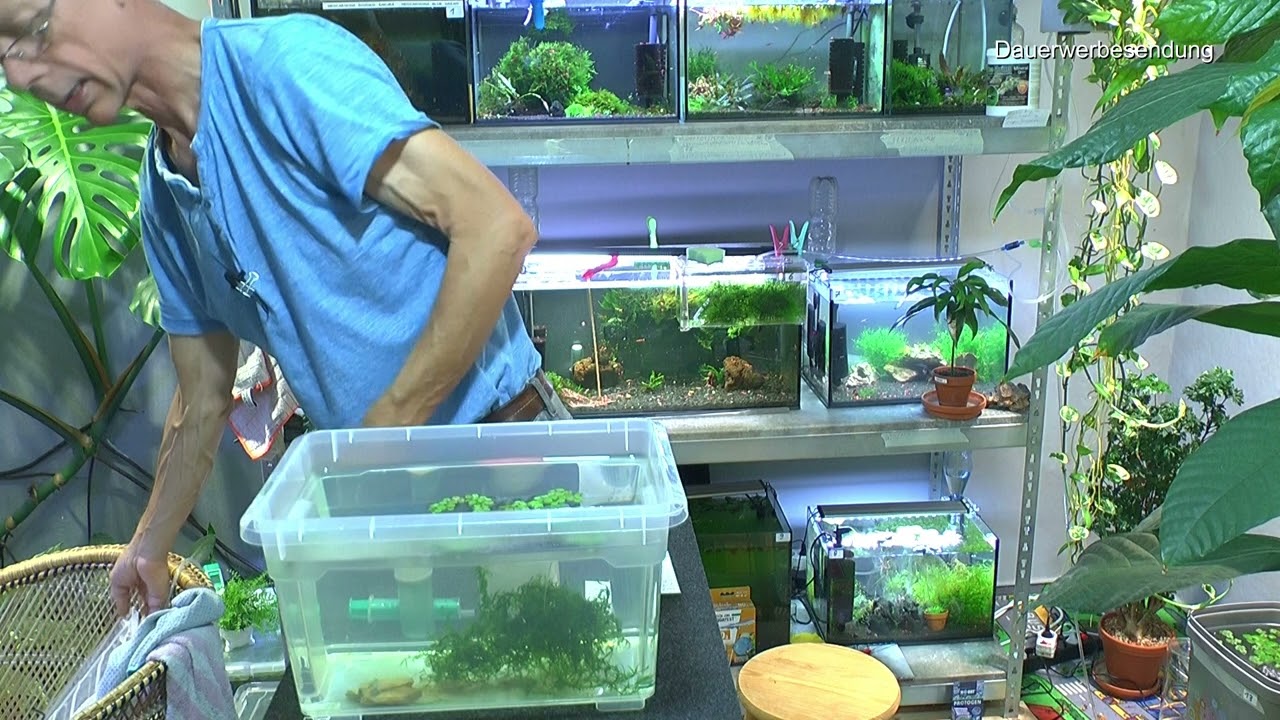 Neocaridina und Caridina in der Haltung und Pflege Projektupdates und Erfahrungen
