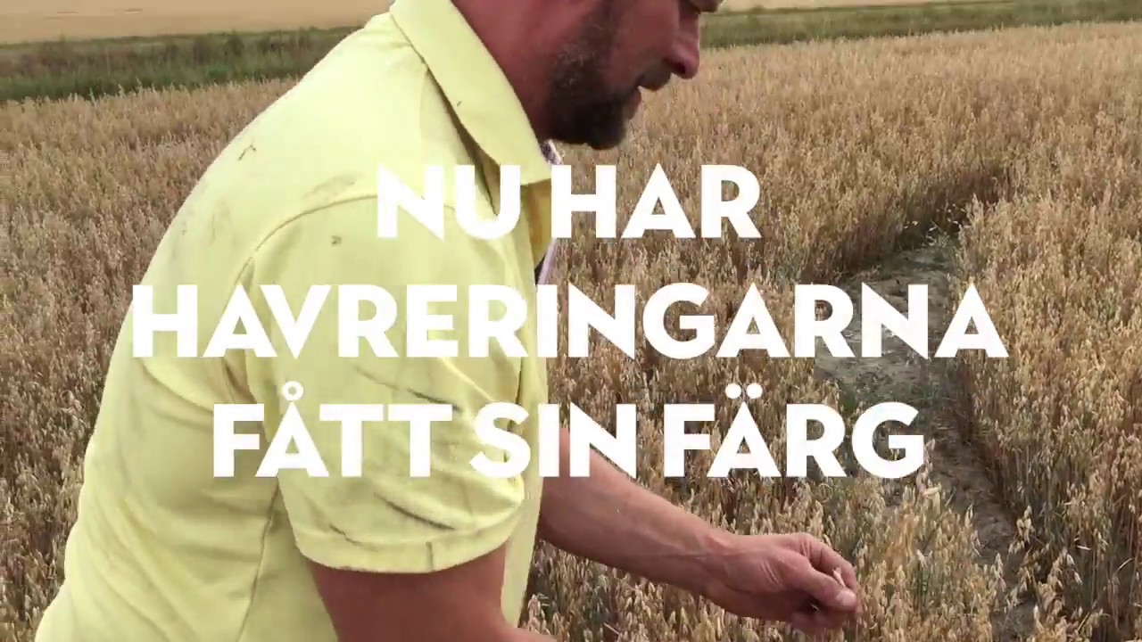 Frebaco &ndash; Havrets v&auml;g till kvarnen &ndash; del 4