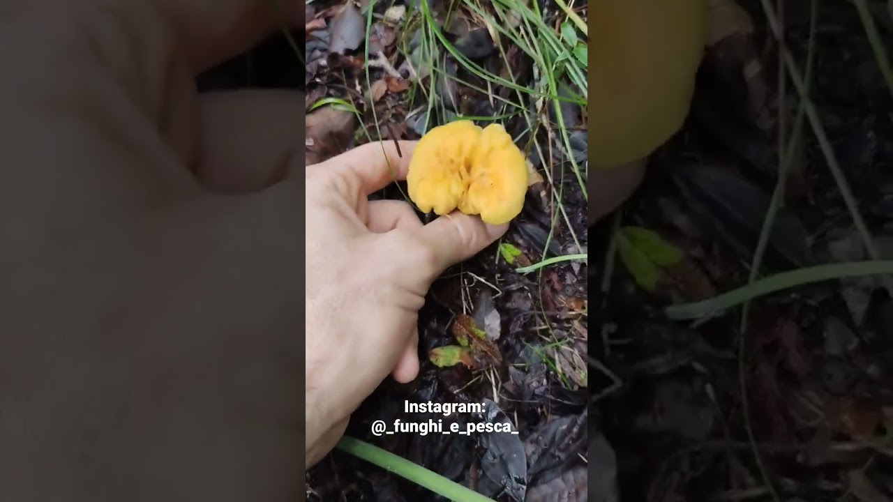 Finferlo, Cantharellus cibarius (o pallens), Gallinaccio #funghi #cantharellus