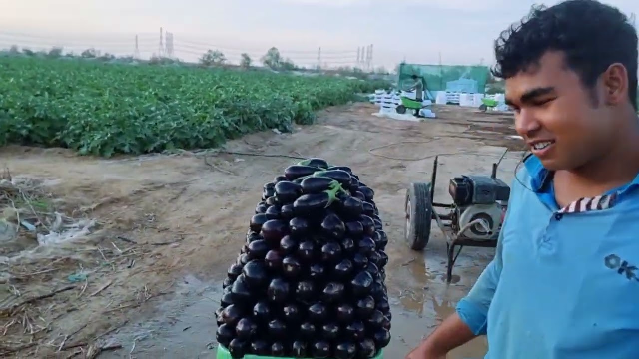 VLOG 39 AGRICULTURE LIFE IN SAUDI ARABIA