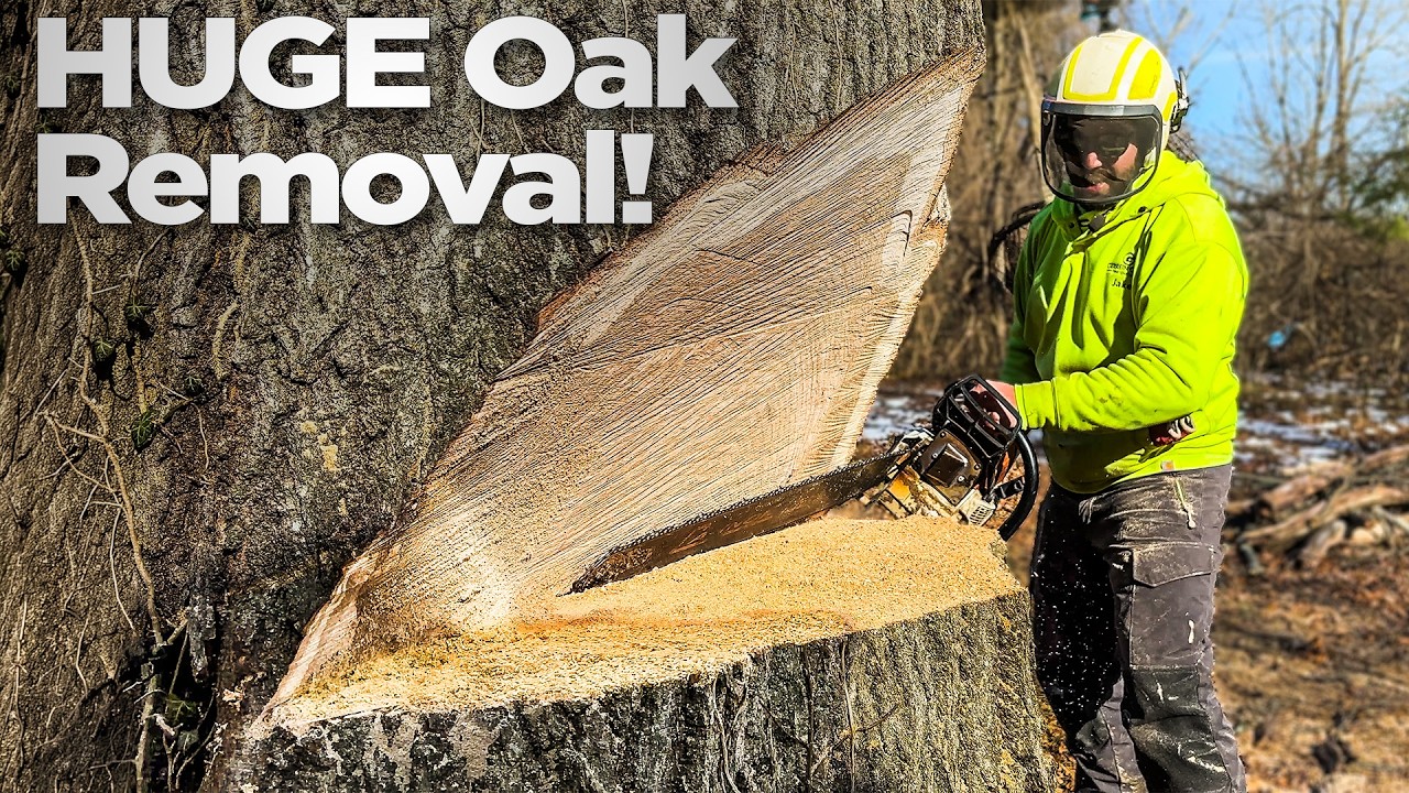 How we Removed this HUGE Backyard Oak Tree!