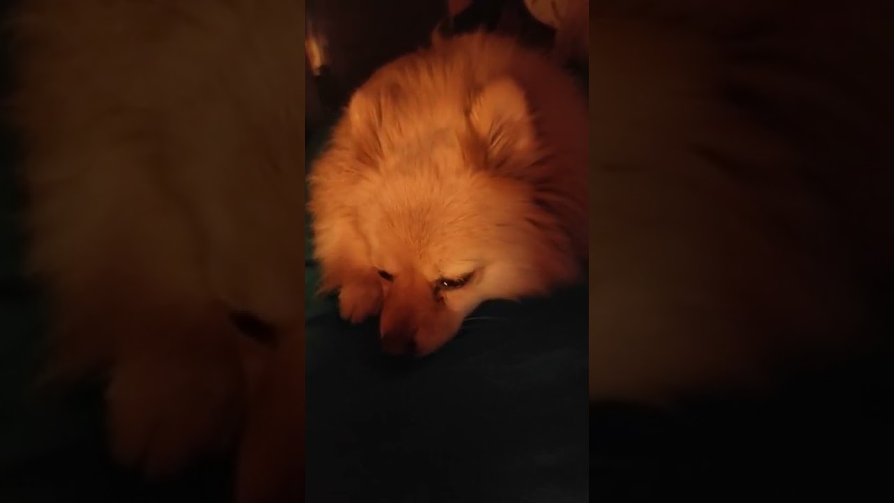 How Do You Cheer Up a Sad Dog? #pomeranian #dog #shorts #saddog