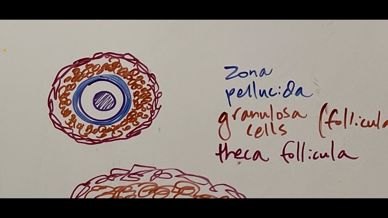 Development of the ovarian follicle