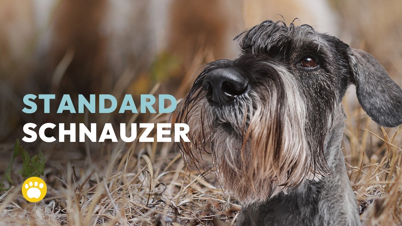 Standard Schnauzer 101 (personality, history, care, and traits)