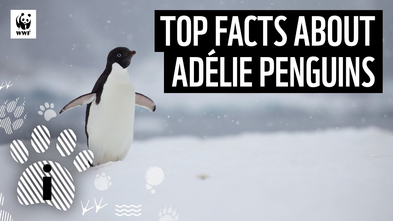 Top Facts about Ad&eacute;lie Penguins | Animal Facts | WWF