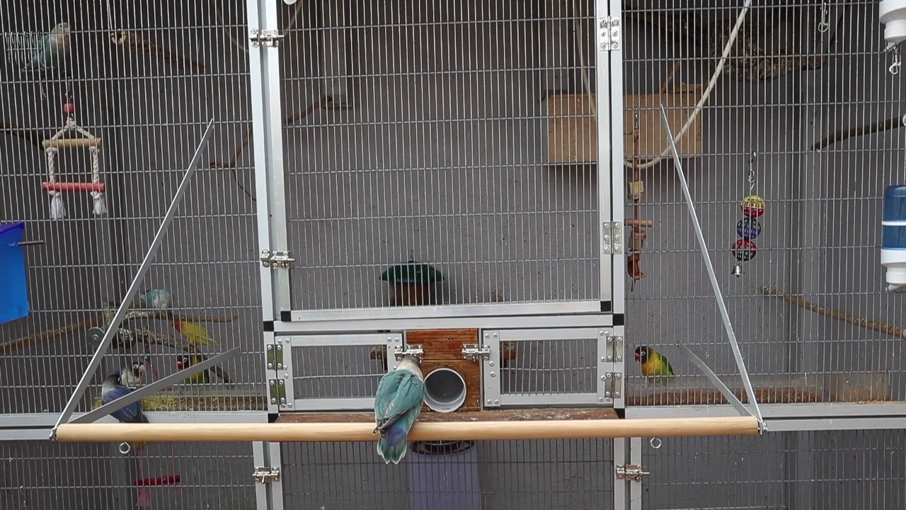 Urban FlyPornis