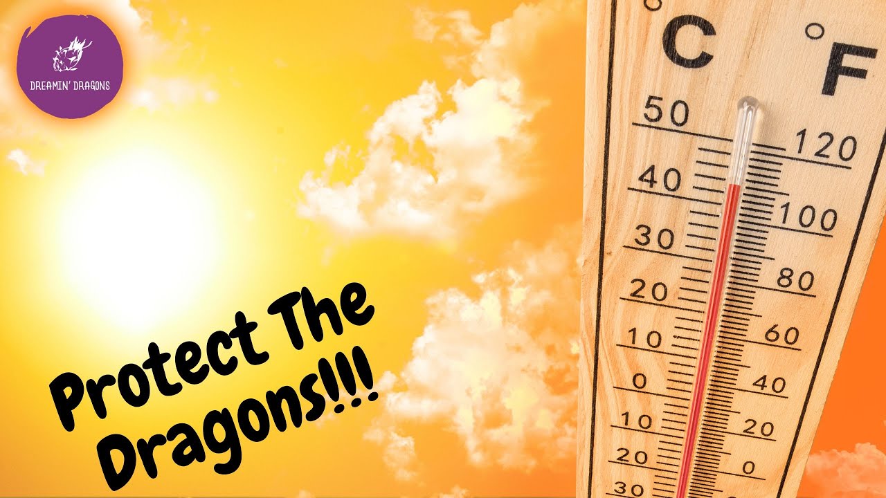 Protecting your Dragon Fruit from the Heat