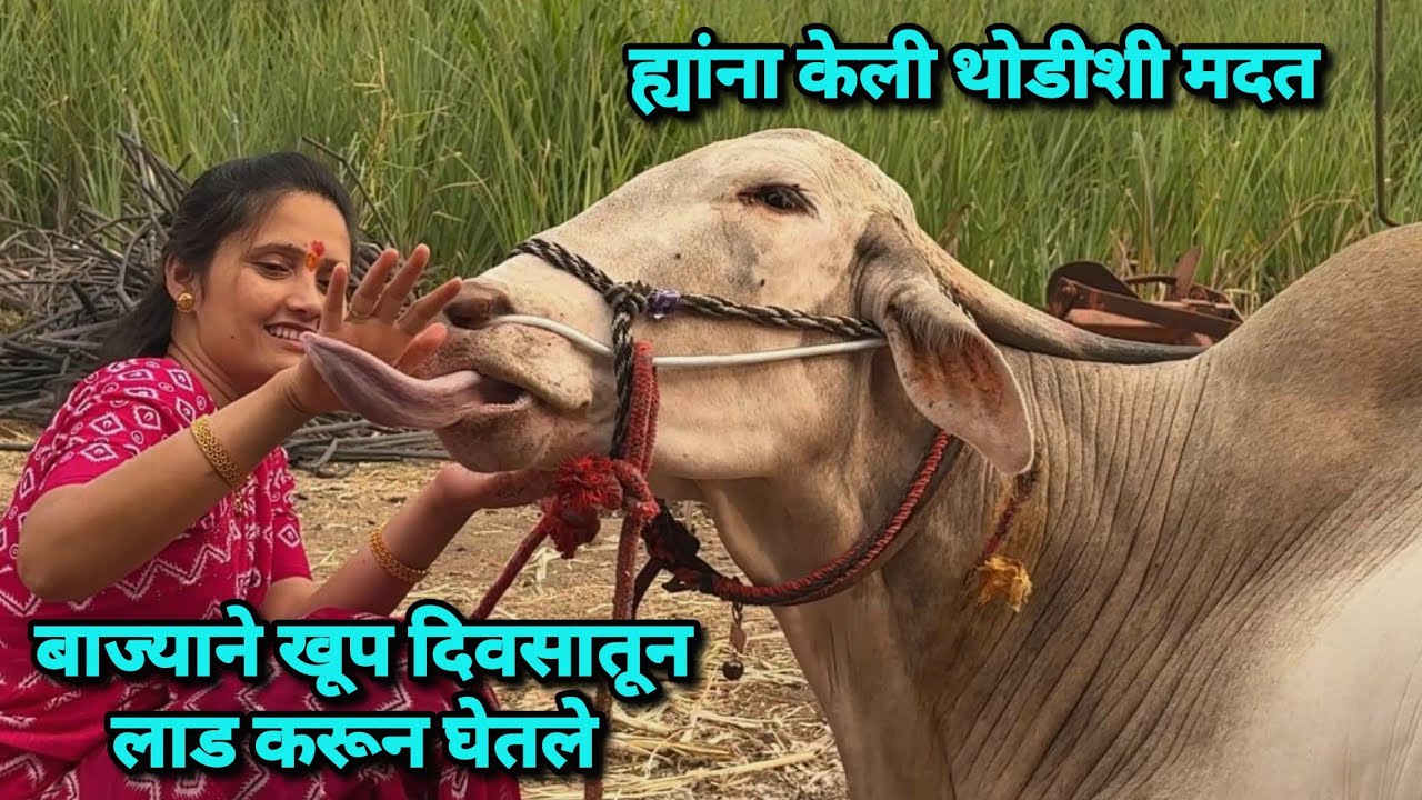 बाज्याने खूप दिवसातून लाड करून घेतले 🥰 ह्यांना केली थोडीशी मदत | Bailgada Sharyat |