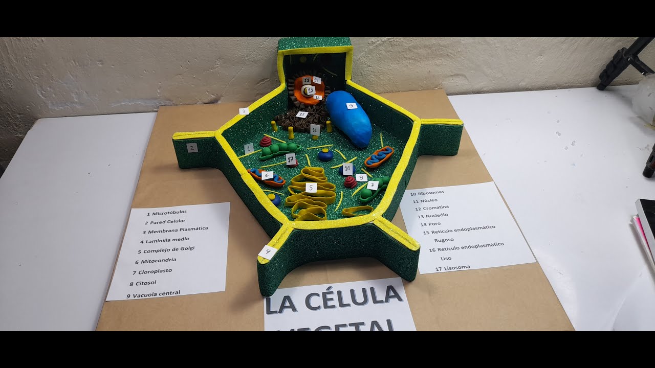 CÓMO HACER UNA MAQUETA DEL CELULA VEGETAL PASO A PASO ♻🤩MVRC♻