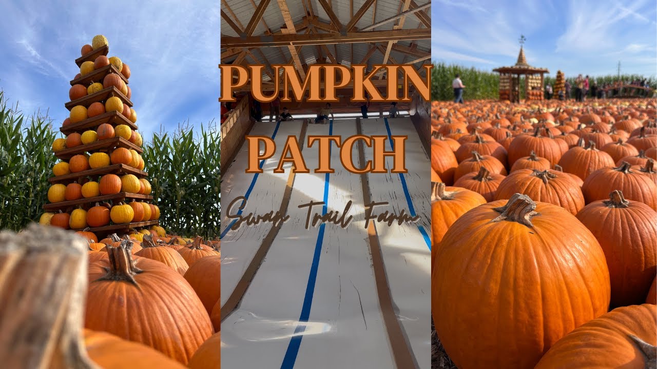 Family Fun at Swan Trail Farms Pumpkin Patch 🎃 | Kids Activities, #SwanTrailFarms #PumpkinPatch