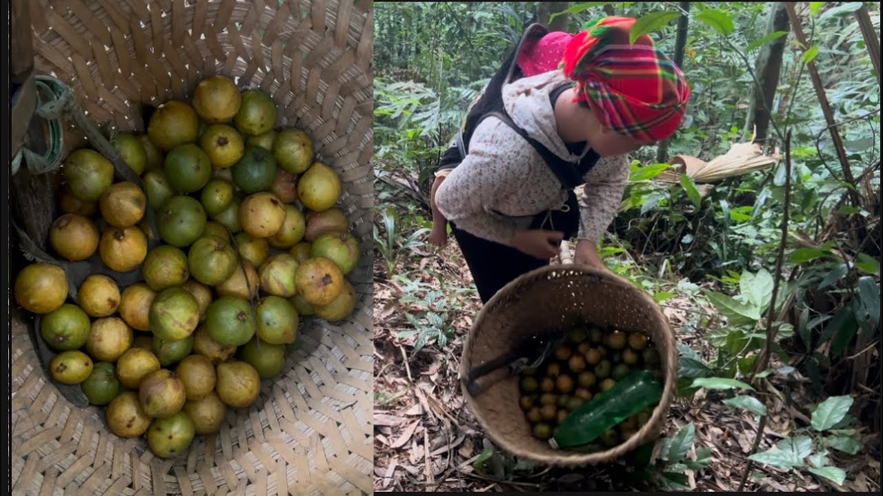 Single mother goes into the forest to pick wild mangosteens to sell: Dung's life