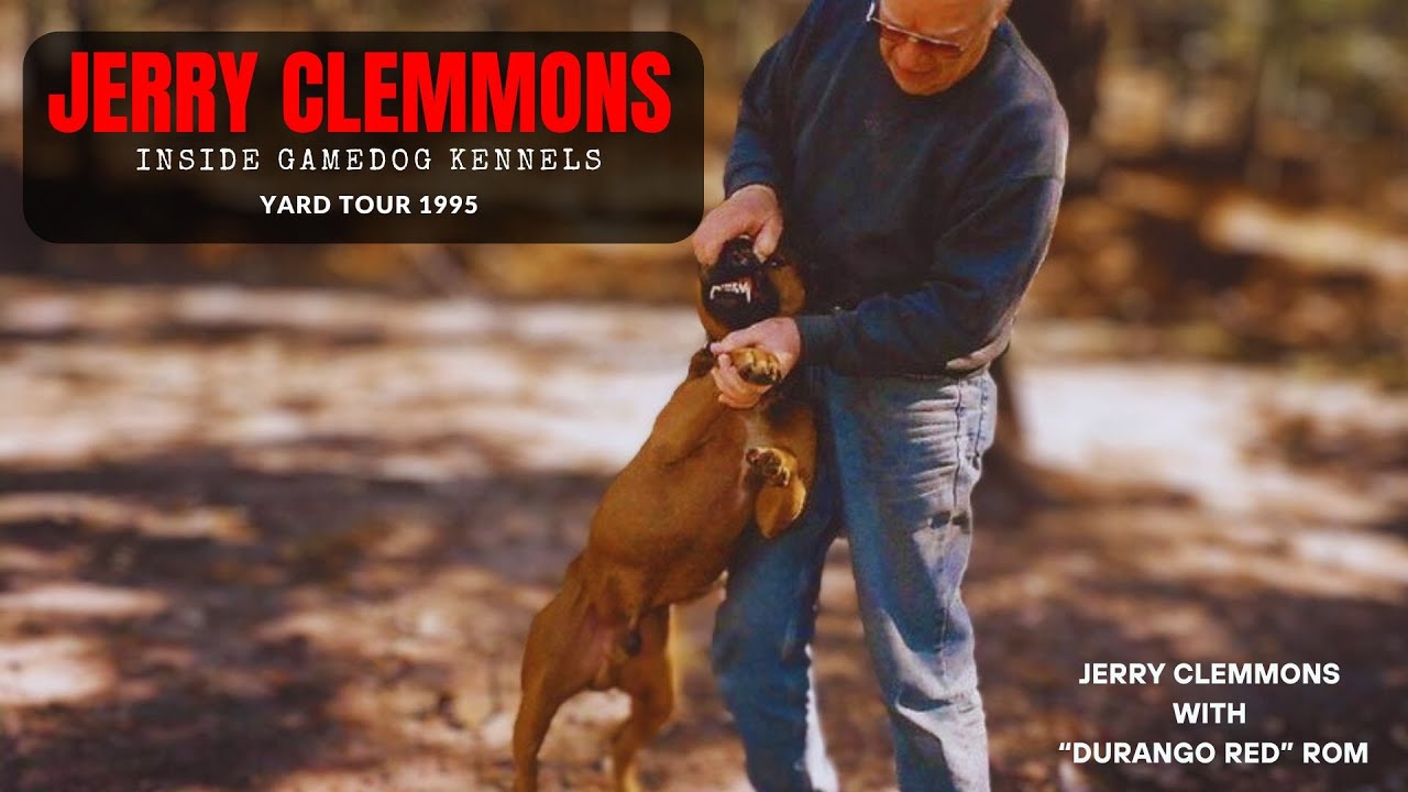 Inside Jerry Clemmons APBT Gamedog Yard 🎞️ A Rare Glimpse from pit bull history 1995