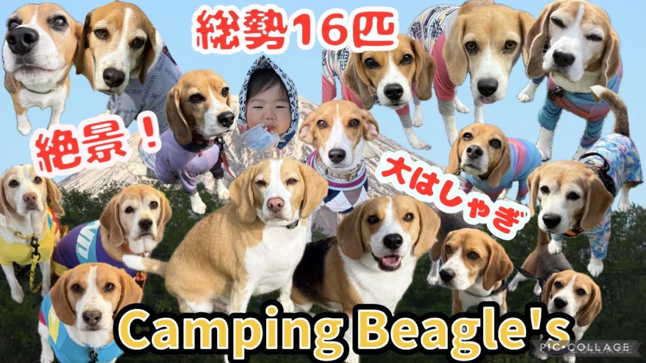 【総勢16匹】ビーグルまみれの絶景キャンプ