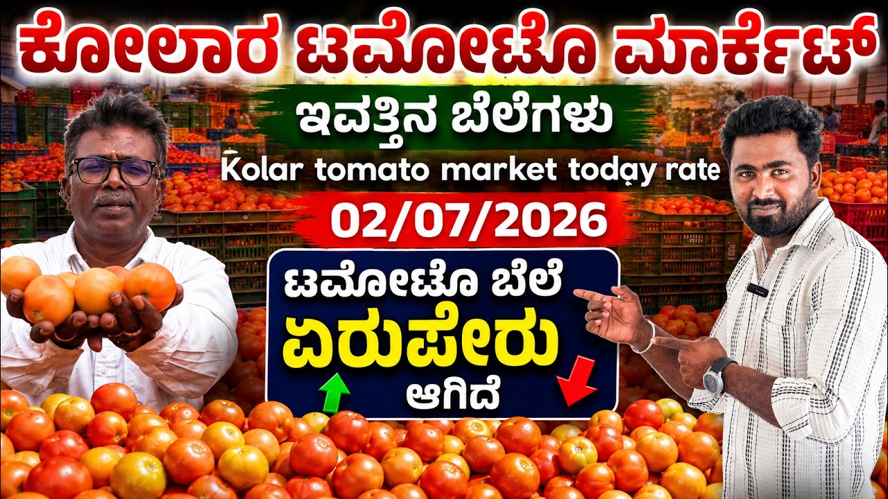 || Kolar  today tomato rate  02/07/2026 || ಕೋಲಾರ ಟಮೋಟ ಮಾರ್ಕೆಟ್ ಇವತ್ತಿನ ರೇಟ್ ಎಷ್ಟುಗೊತ್ತಾ.? 💛❤️