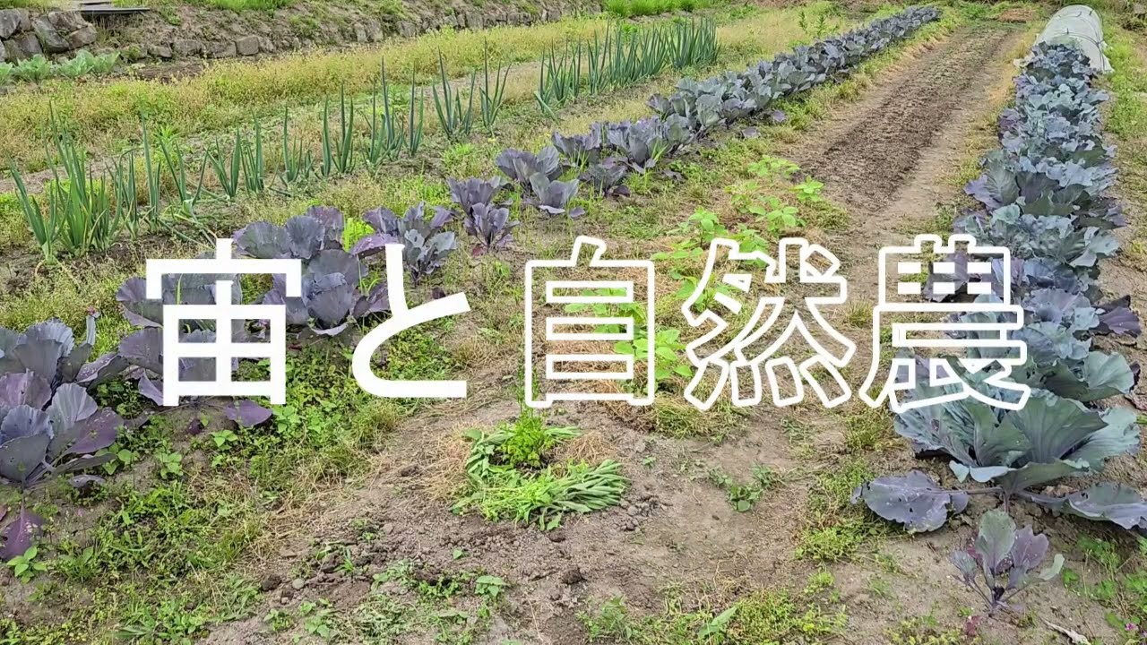 ６月に蒔ける野菜の種＆自然農を目指した苗床づくりと溝の付け方
