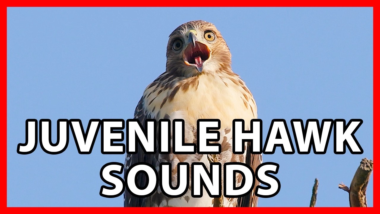 Juvenile Red-tailed Hawk Calls and Begging Sounds