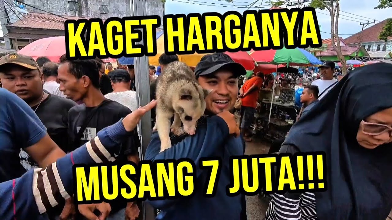 KETEMU MUSANG WANGI HARGA 7 JUTA | PASAR AHAD BANJARMASIN 2025