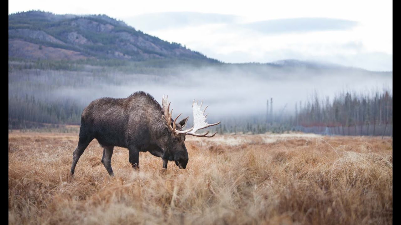 Alaskan Moose Hunt