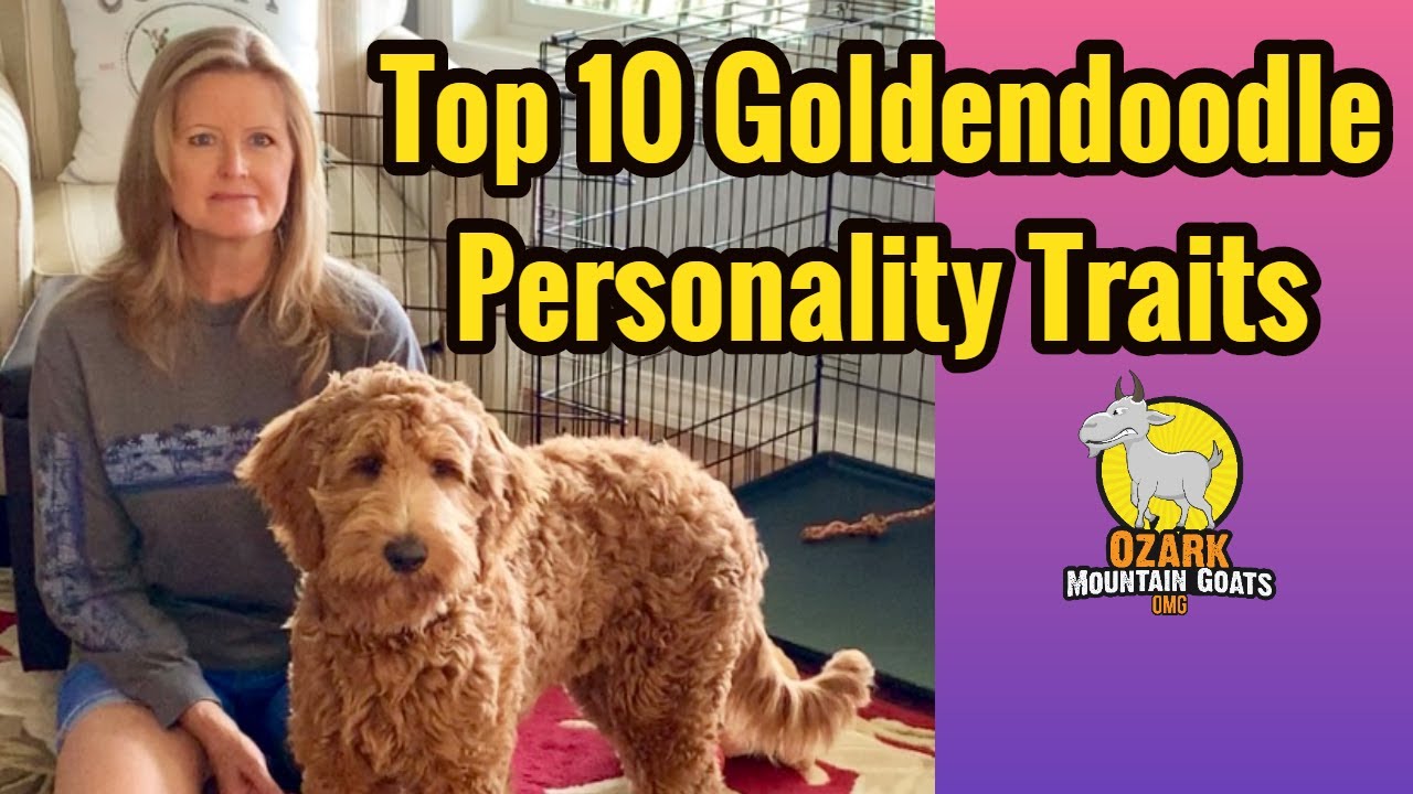 Goldendoodle Personalities and traits / Owning a Goldendoodle