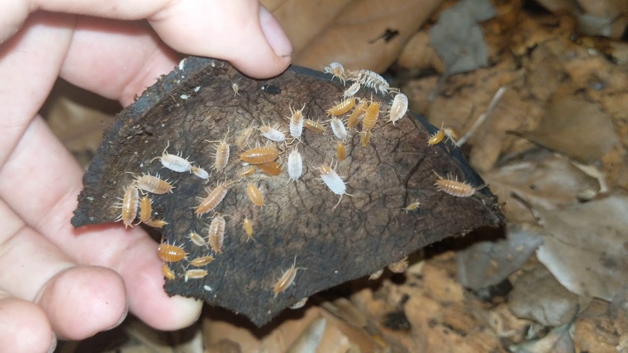 Porcellionides pruinosus (Powder Orange/Blue/White) Care