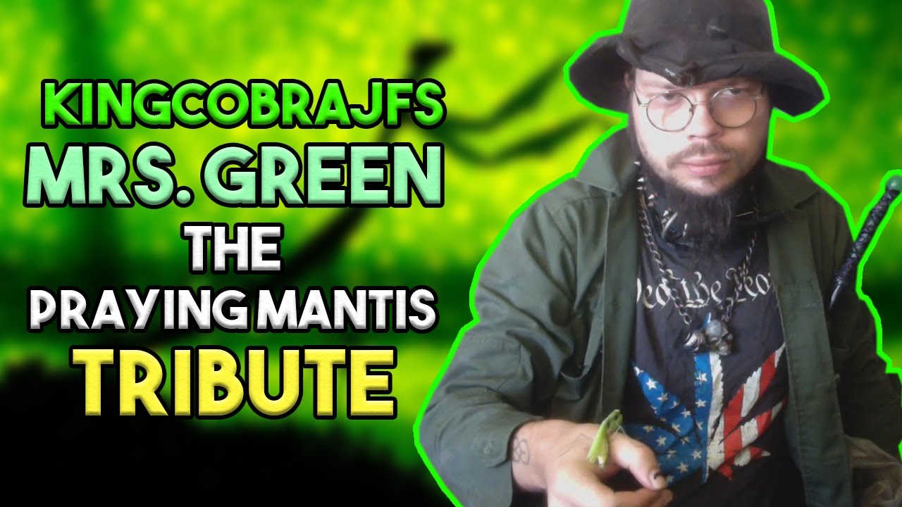 KingCobraJFS Mrs. Green the Praying Mantis Tribute