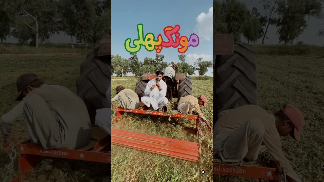 Peanut Harvest Season in Pakistan 🥜 | Farmers&rsquo; Hard Work & Culture 🇵🇰 #foodshorts #pakistanifood