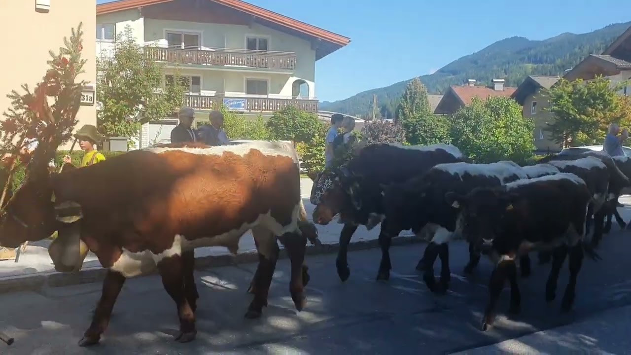 Almabtrieb Samstag 6 September im Bruck