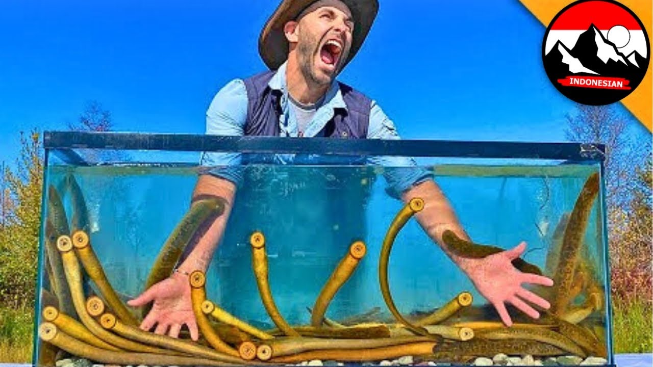Akuarium Lamprey Laut 🥵 Serangan Parasit Haus Darah!