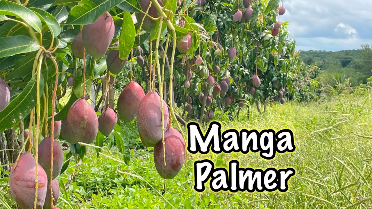 Colheita de MANGA PALMER no Sertão em 2024