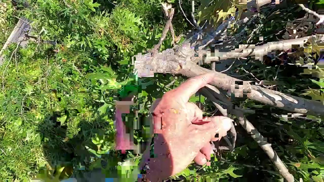 Pruning Mistakes