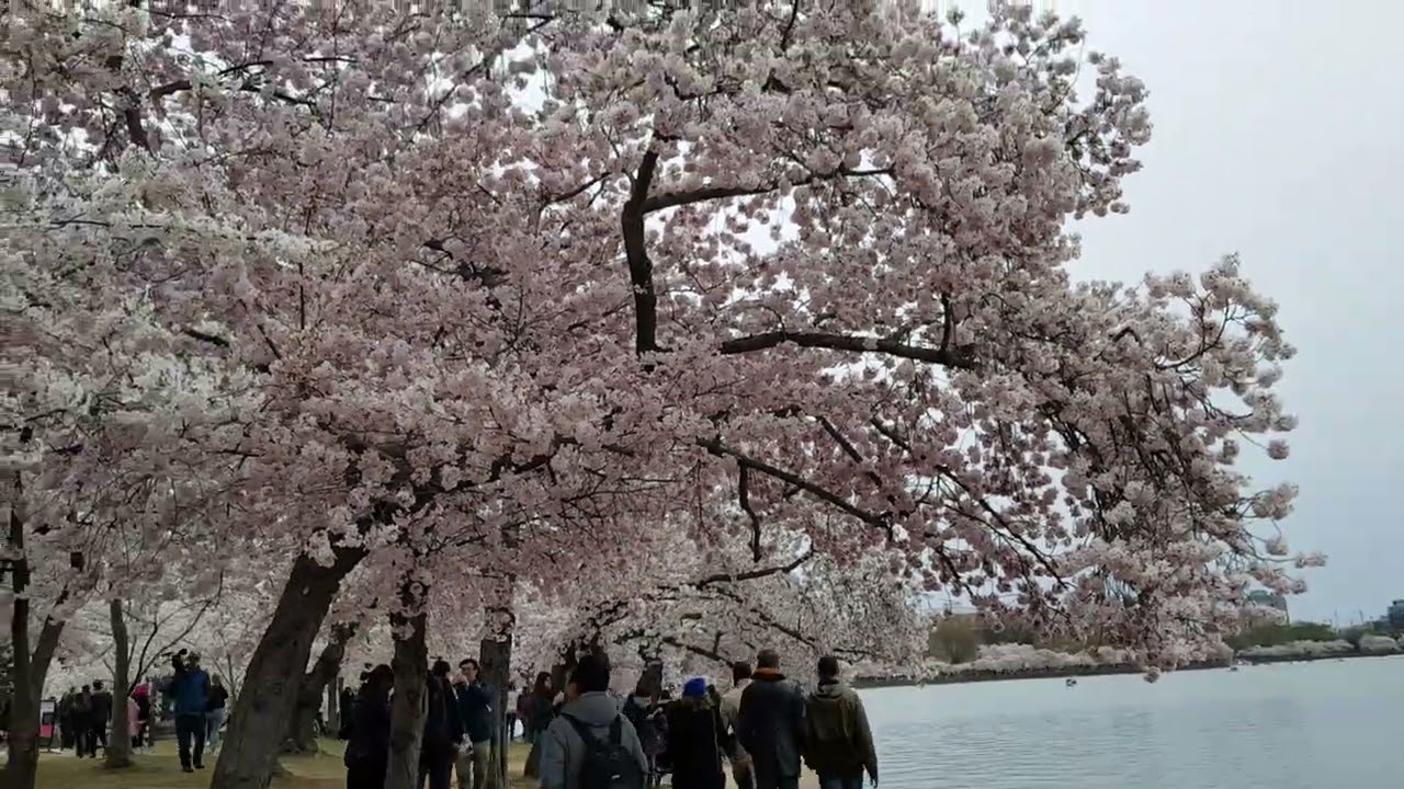 CHERRY BLOSSOMS TIDAL BASIN WASHINGTON DC(వాషింగ్టన్ డిసిలోని చెర్రీ బ్లాసమ్స్ టైడల్ బేసిన్) 06