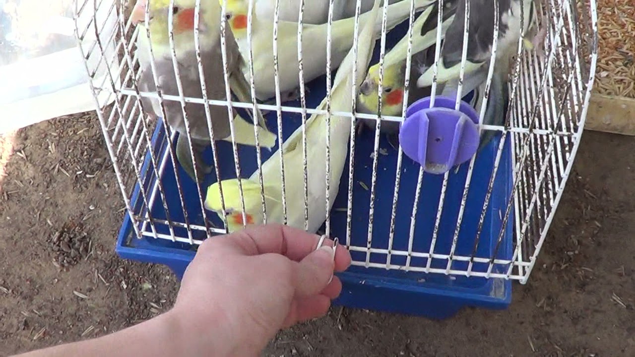 Запуск птицы в уличные вольеры! Начало сезона разведения