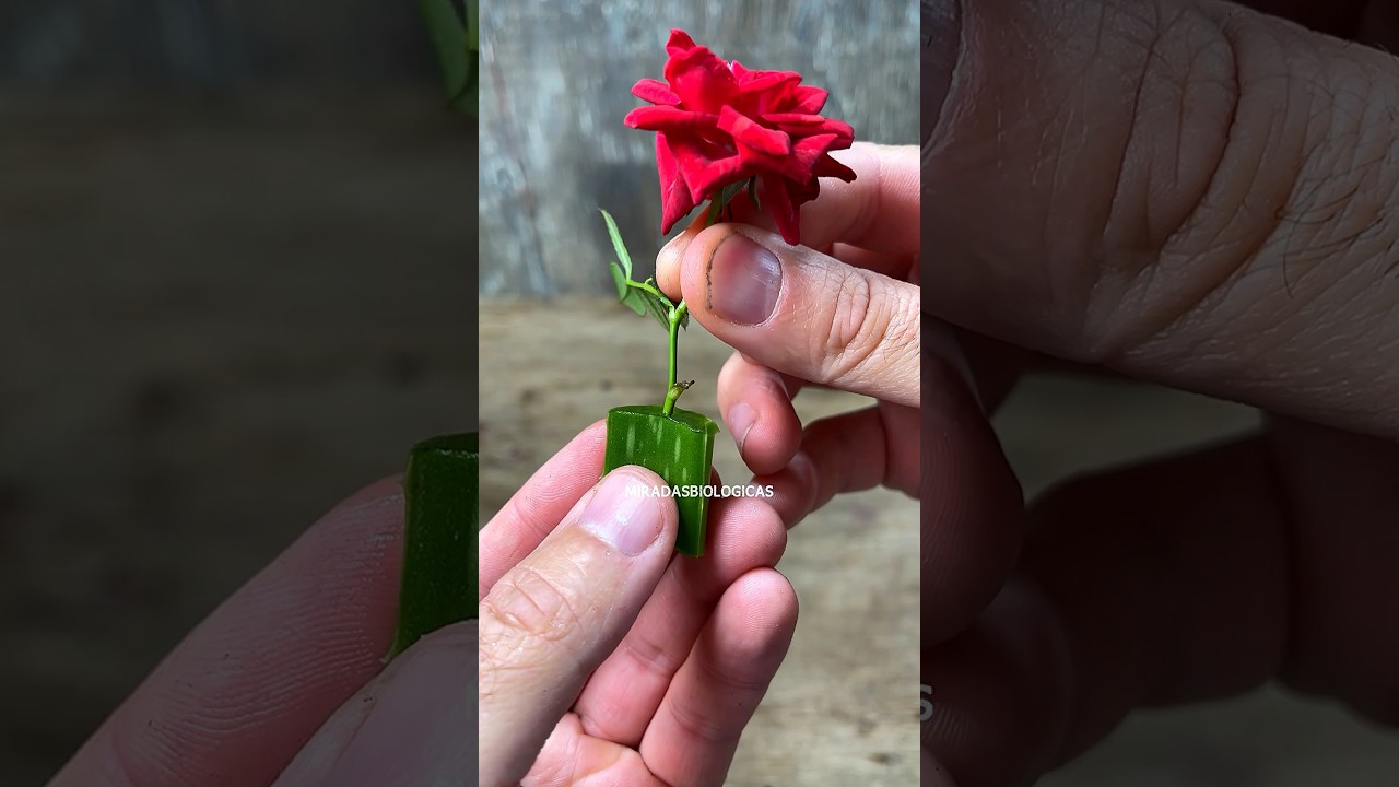 Размножайте розы дома