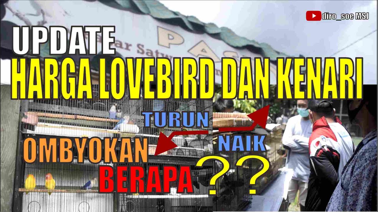 HARGA OMBYOKAN LOVEBIRD DAN KENARI DI PASAR SATWA DAN TANAMAN HIAS (PASTY) YOGYAKARTA