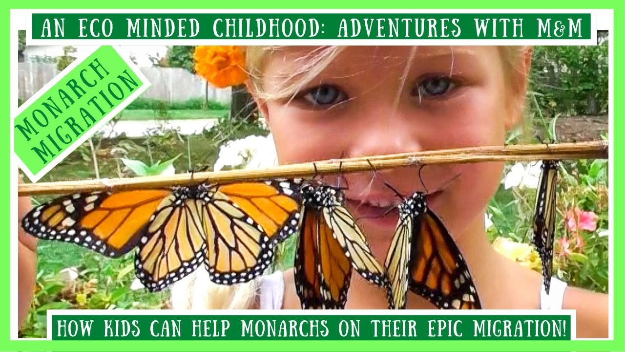 Monarch Butterfly Migration For Kids! All The Ways Kids Can Help Monarchs During Their Migration