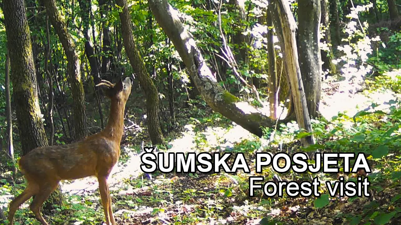 Šumska posjeta | Forest visit