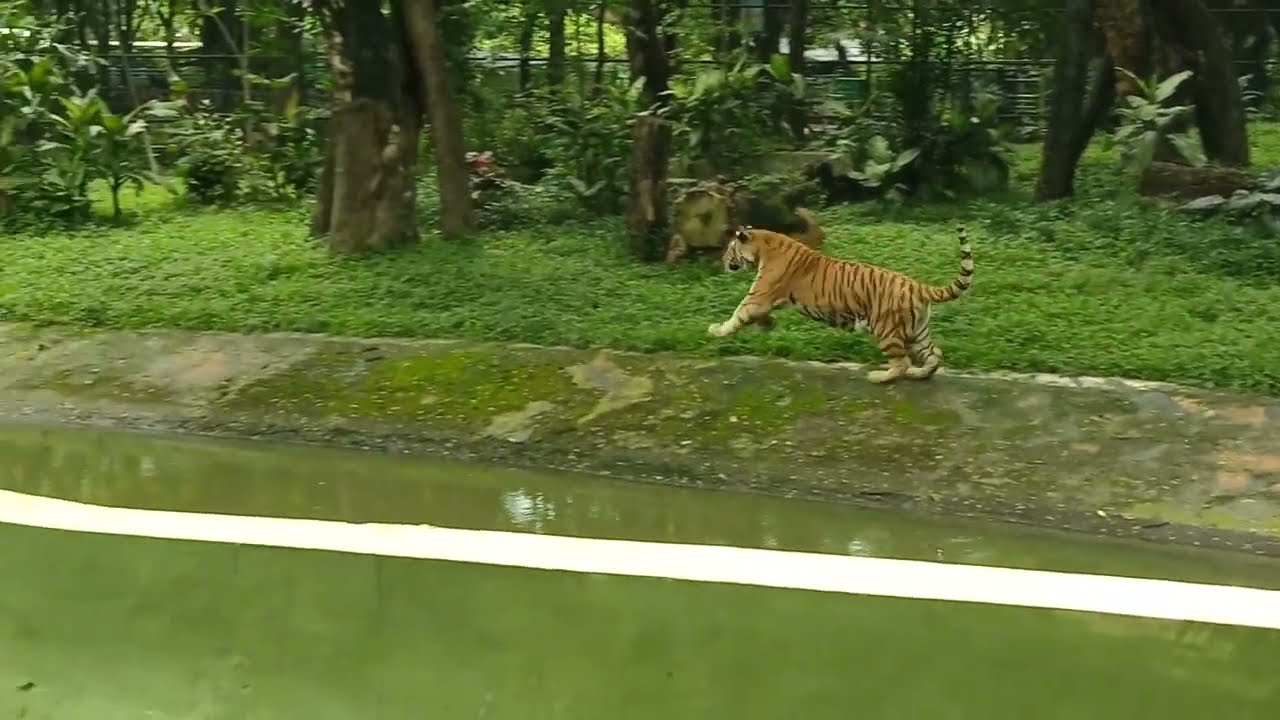 begini cara memberi makan harimau di kebun binatang surabaya