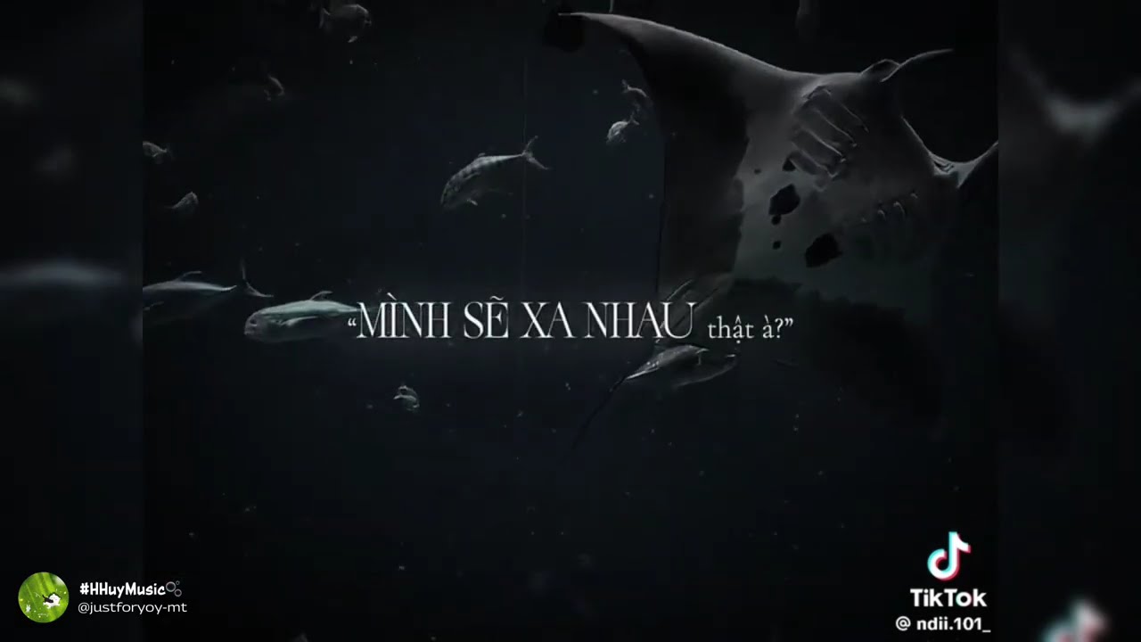 [TIKTOK] 💫Tổng hợp những bản nhạc lyric cực cuốn hot trên TikTok mà bạn nên nghe thử.?✨💫