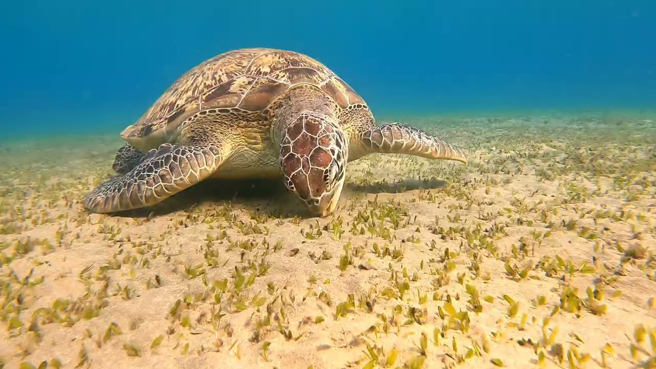 Hotel Malikia Abu dabbab Marsa Alarm 25.08.2025