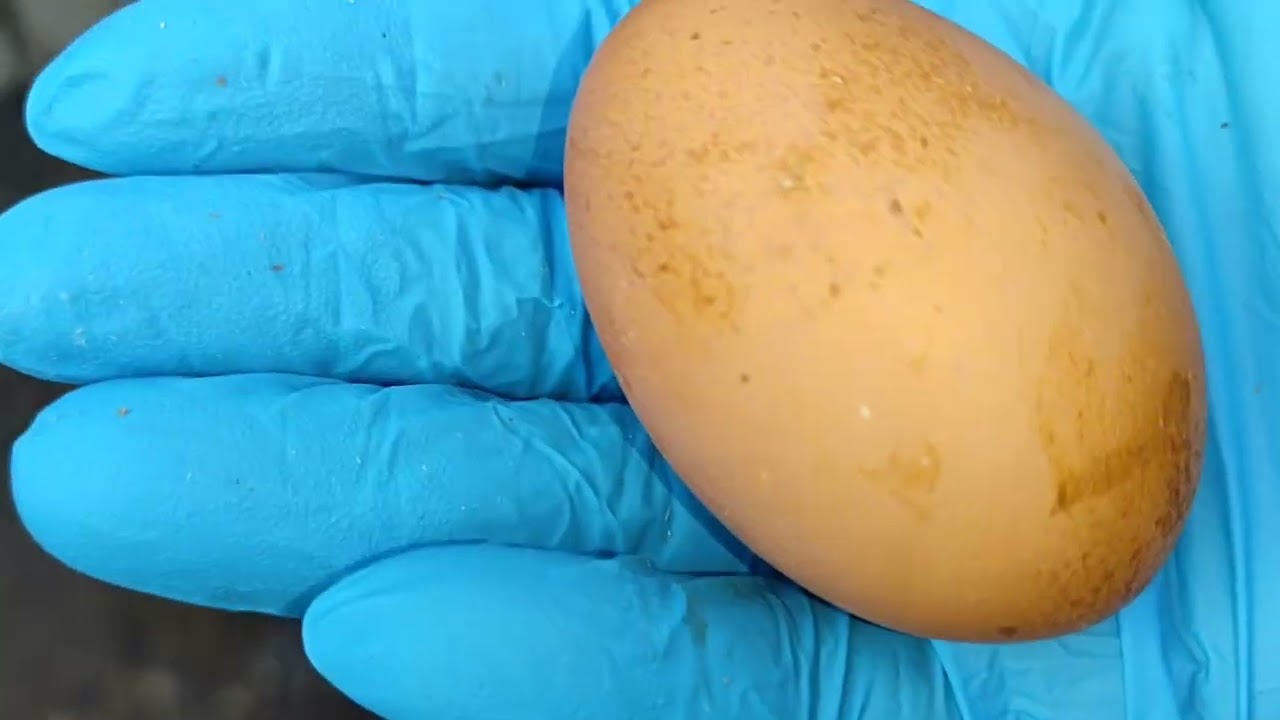 УБРАЛА КУР, ОПЯТЬ ОШИБКА🤦‍♀️.КУРОЧКА ОЖИЛА❤️И ХОДИТ.СБОР ЯИЦ🥚