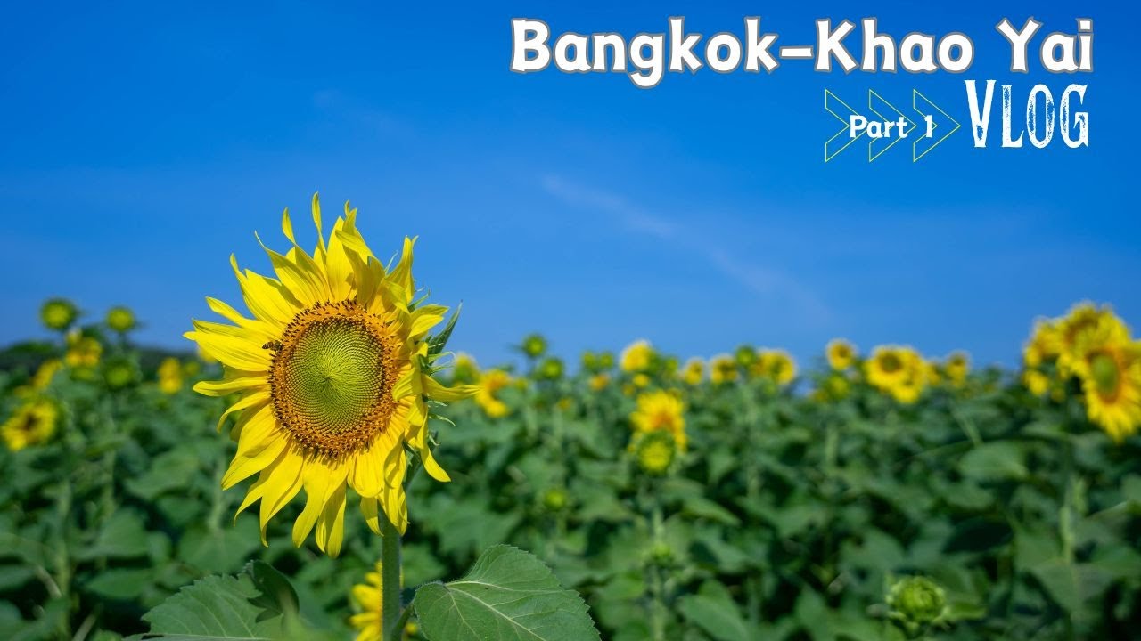 Bangkok Khao Yai | 太阳花海＋小火车＋采葡萄＋北海道花园＋火堆烤棉花糖